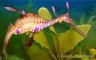seapics seadragon_web.jpg - 
